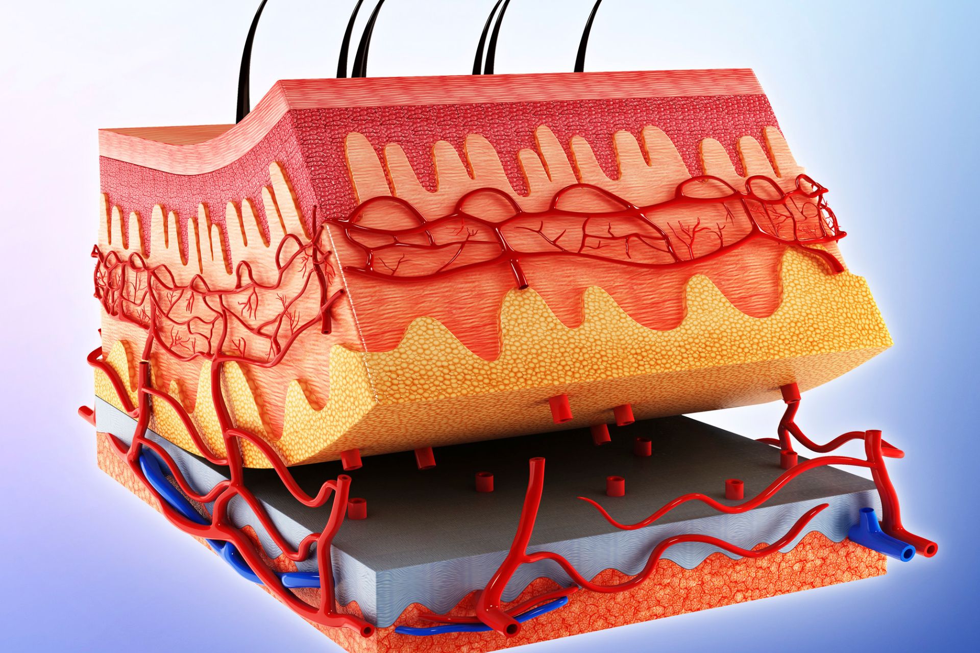 Skin Anatomy & Physiology